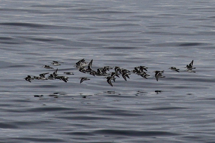 Red-necked Phalarope - ML624044016