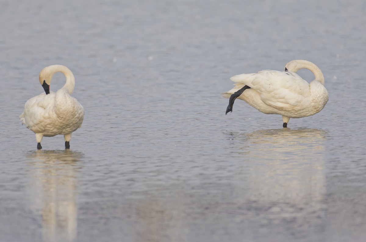 Trumpeter Swan - Mario St-Gelais