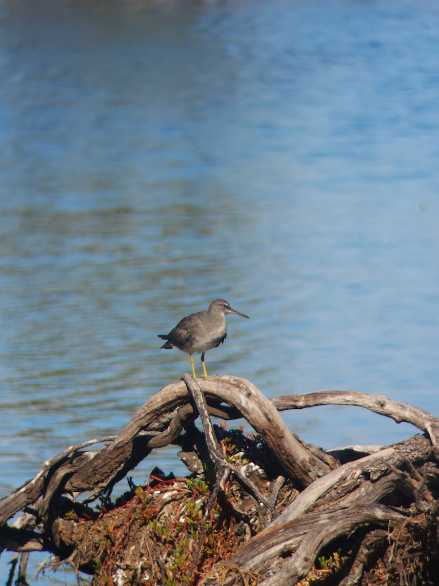 Wandering Tattler - ML624044024