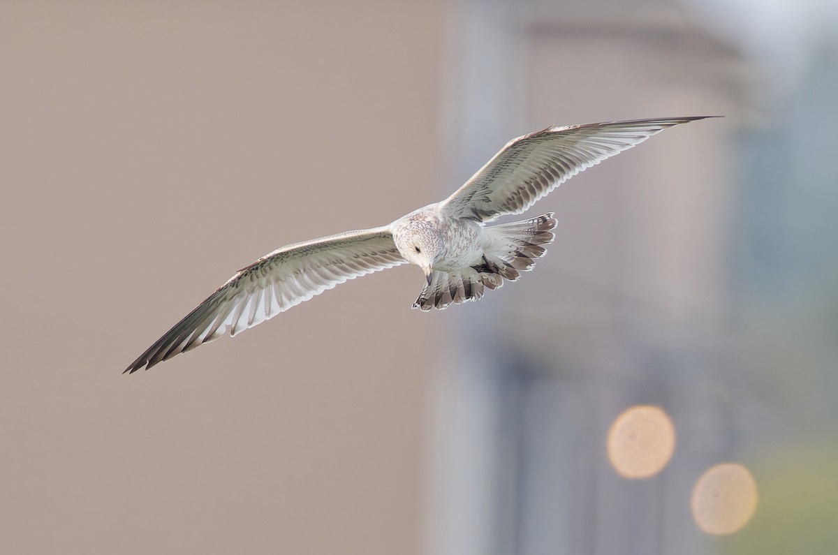 Ring-billed Gull - ML624044029