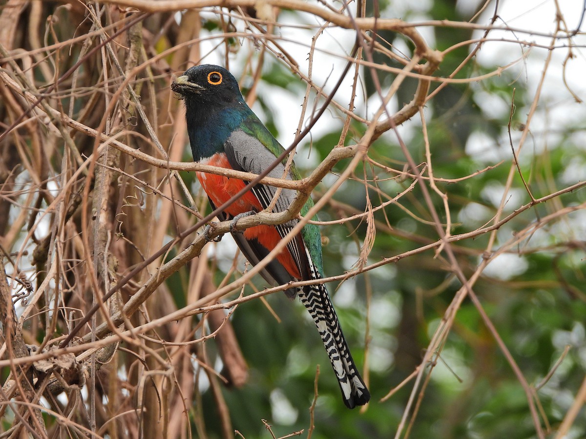 Blue-crowned Trogon - ML624044031