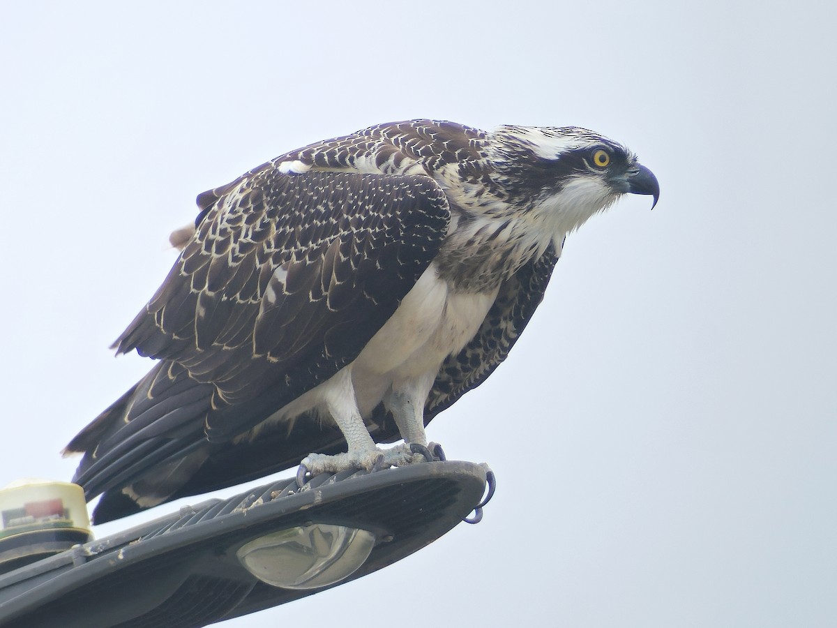 Osprey - Tom Lowe