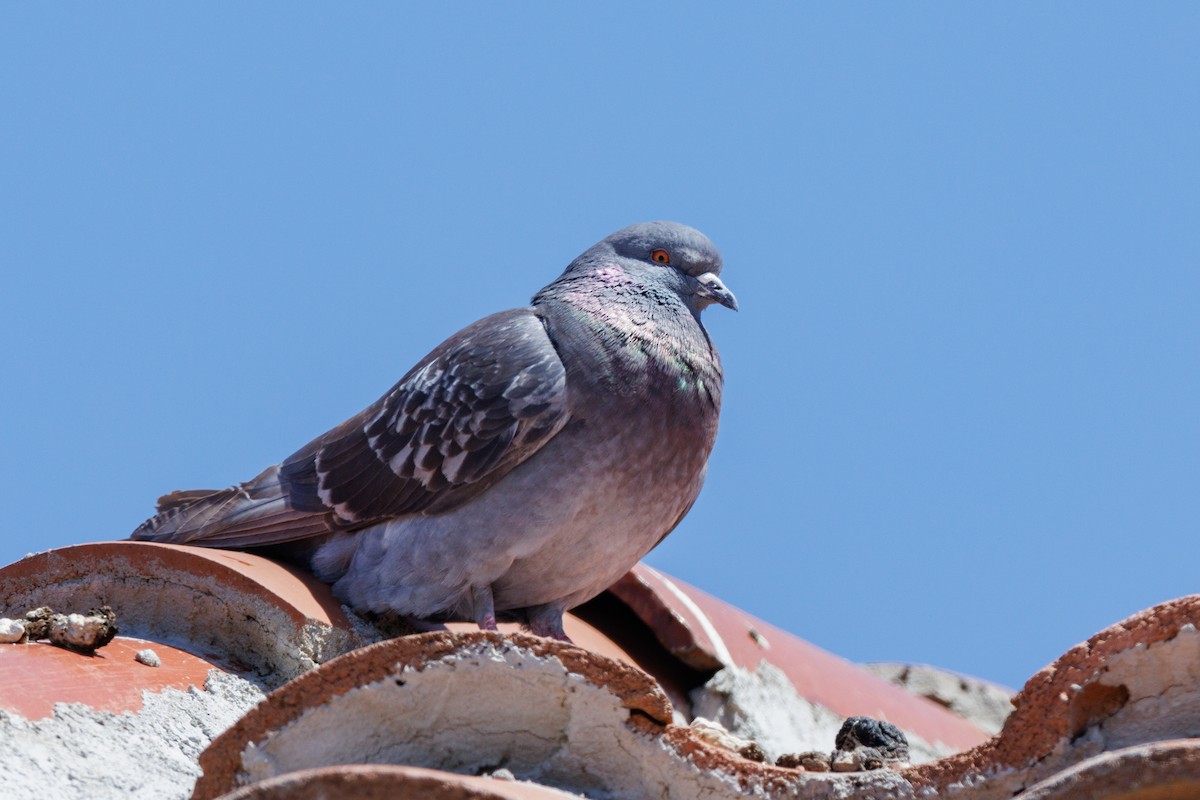 Rock Pigeon (Feral Pigeon) - ML624044061