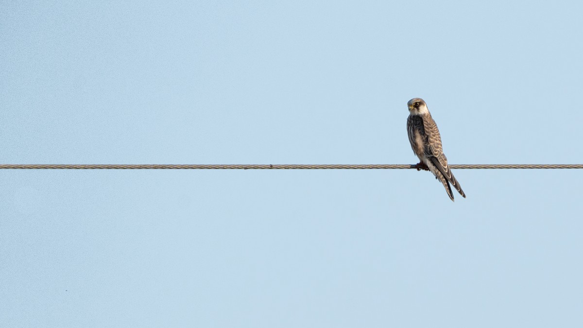 Red-footed Falcon - ML624044097