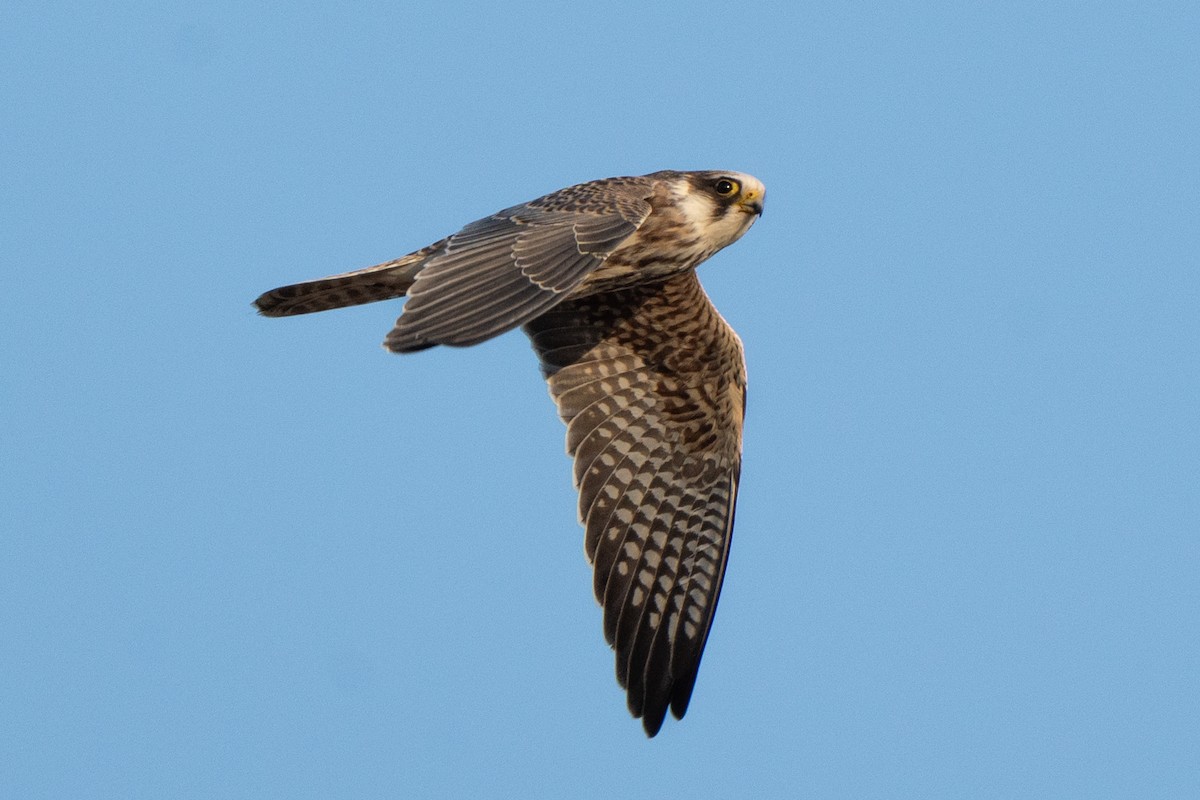 Red-footed Falcon - ML624044099