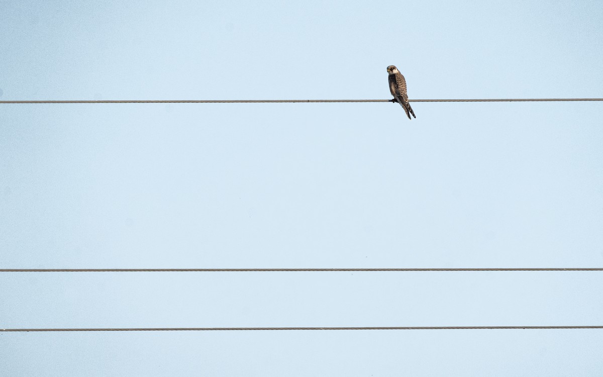 Red-footed Falcon - Franek  Owczarek