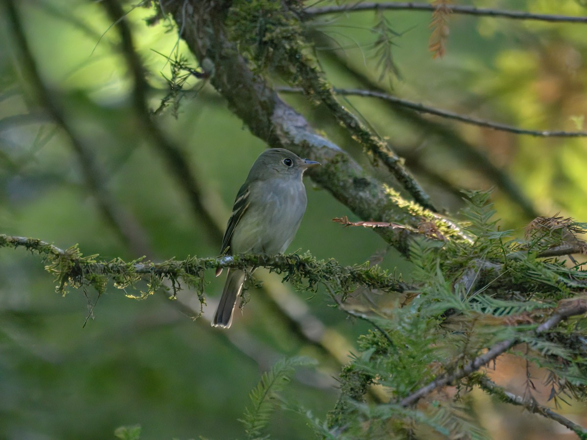 Acadian Flycatcher - ML624044104