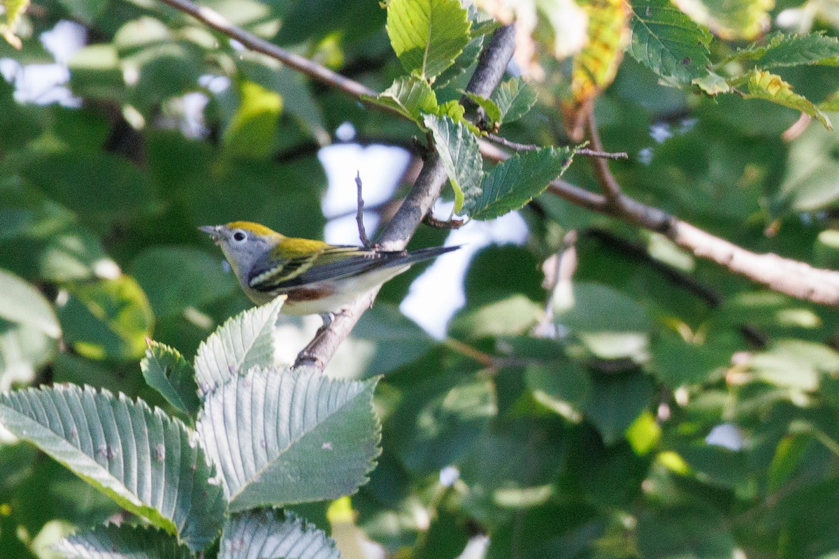 Chestnut-sided Warbler - ML624044109