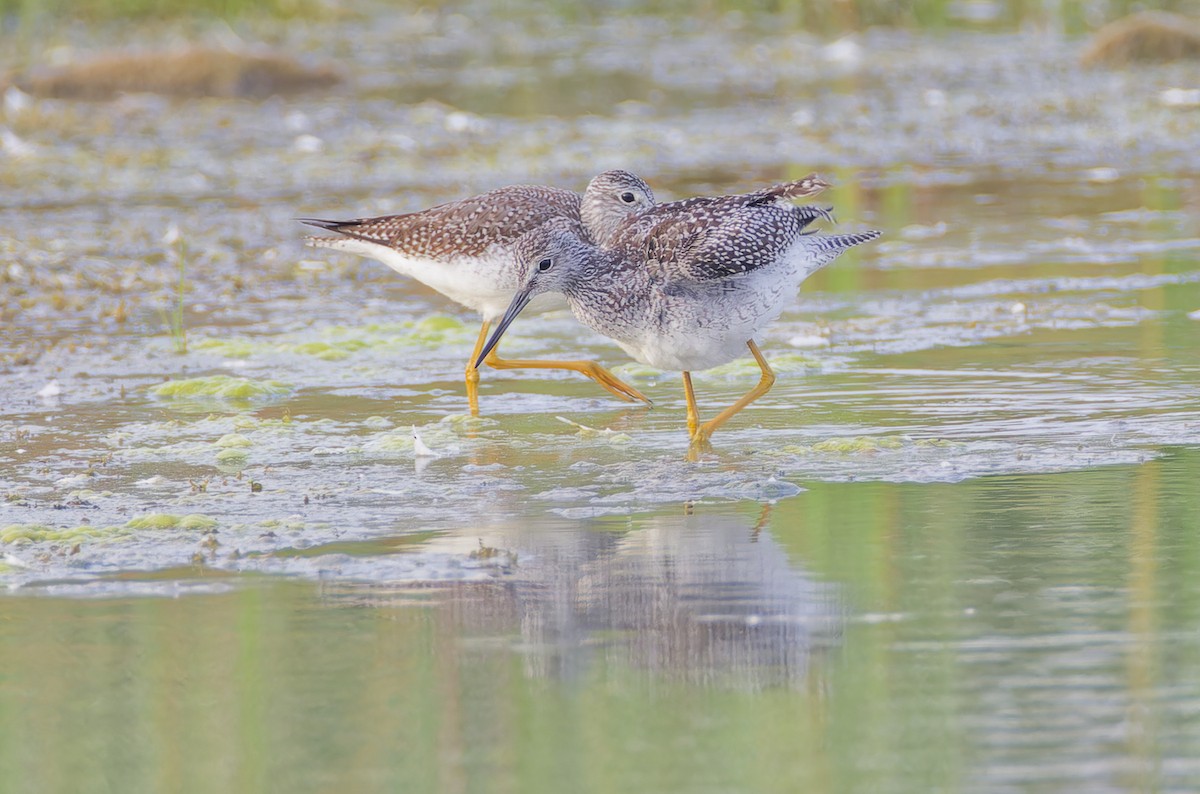 Greater Yellowlegs - ML624044116