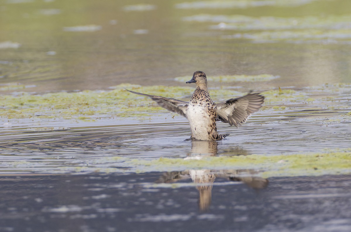 Green-winged Teal - ML624044128