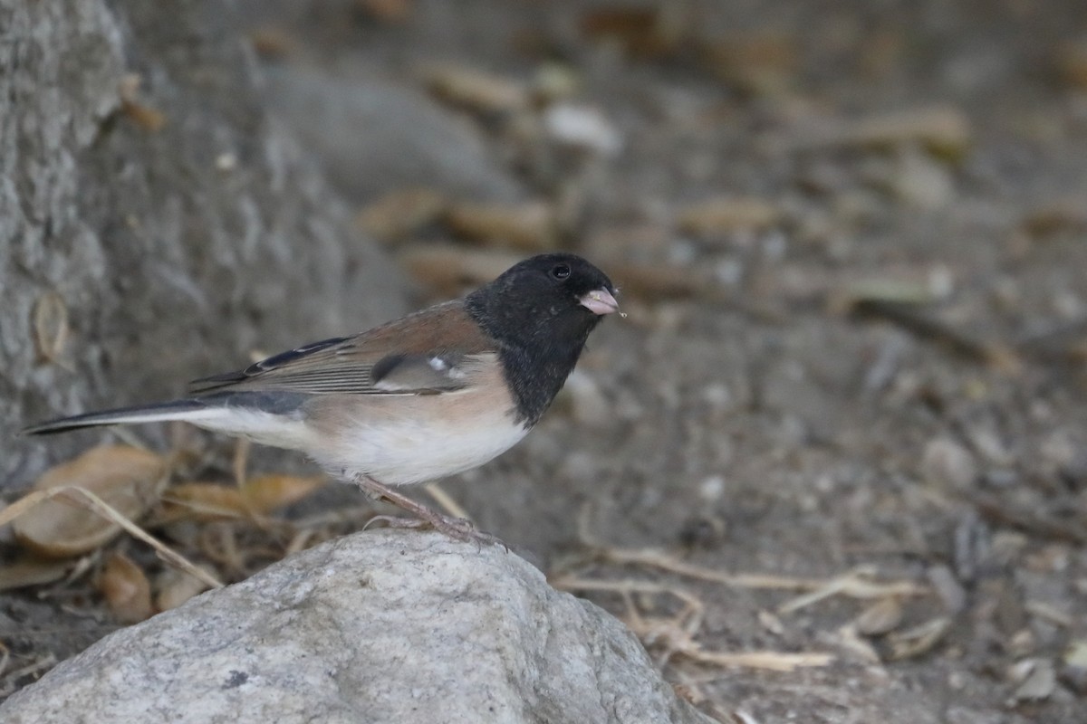 Dark-eyed Junco - ML624044133