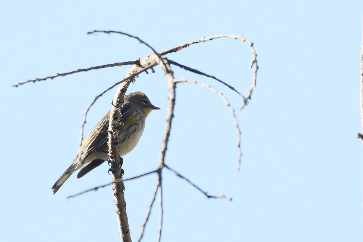 Yellow-rumped Warbler - ML624044151