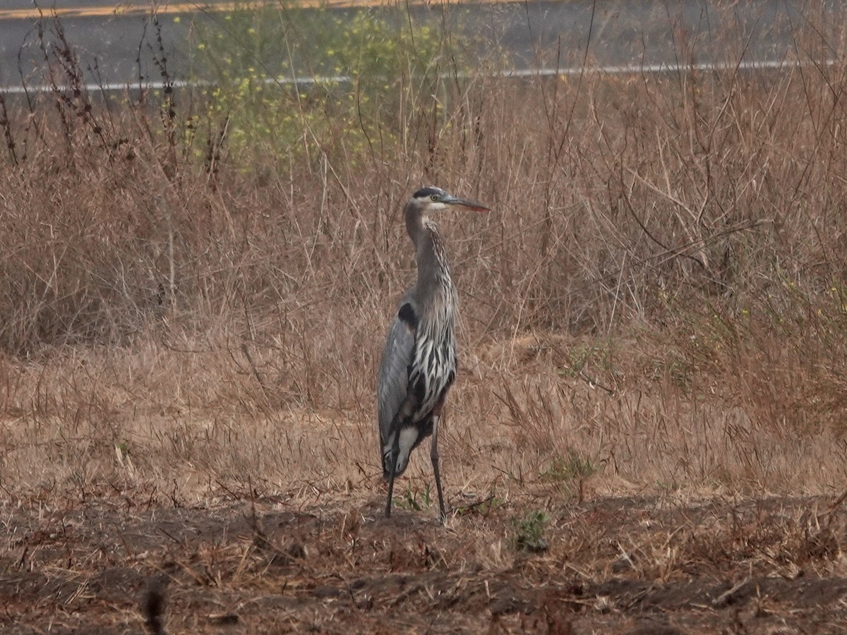 Great Blue Heron - ML624044153