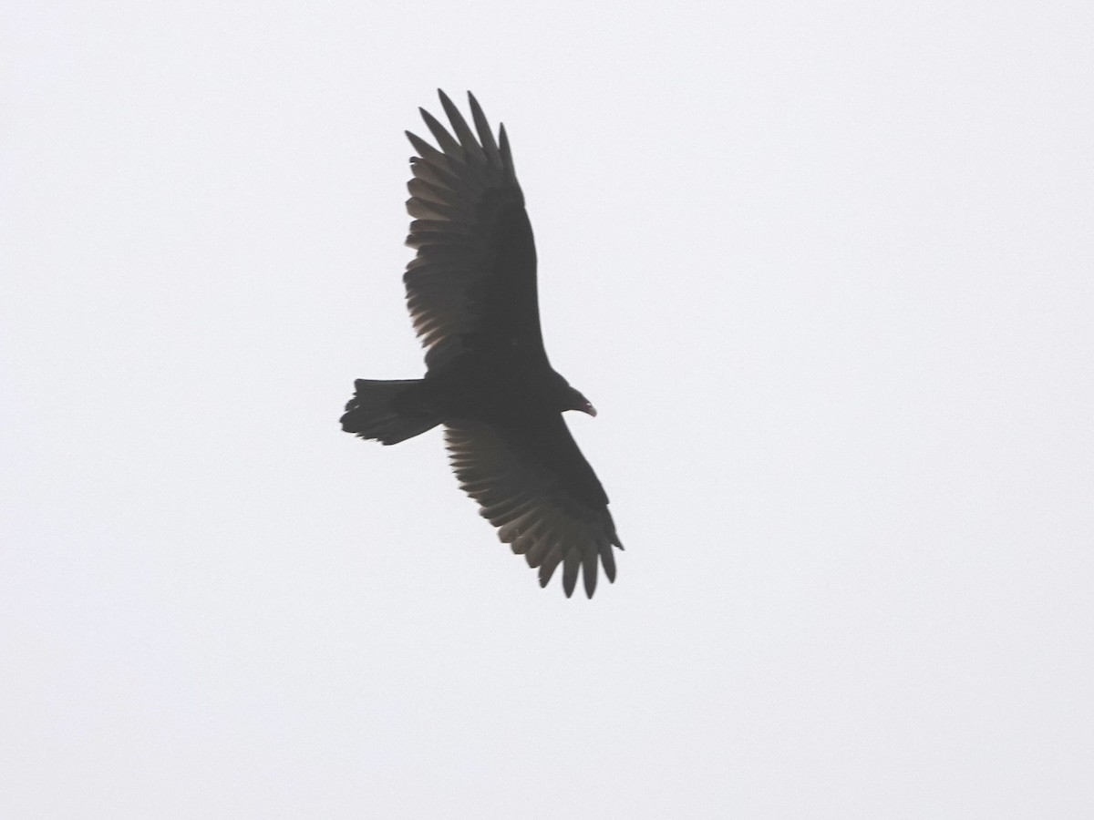 Turkey Vulture - ML624044156