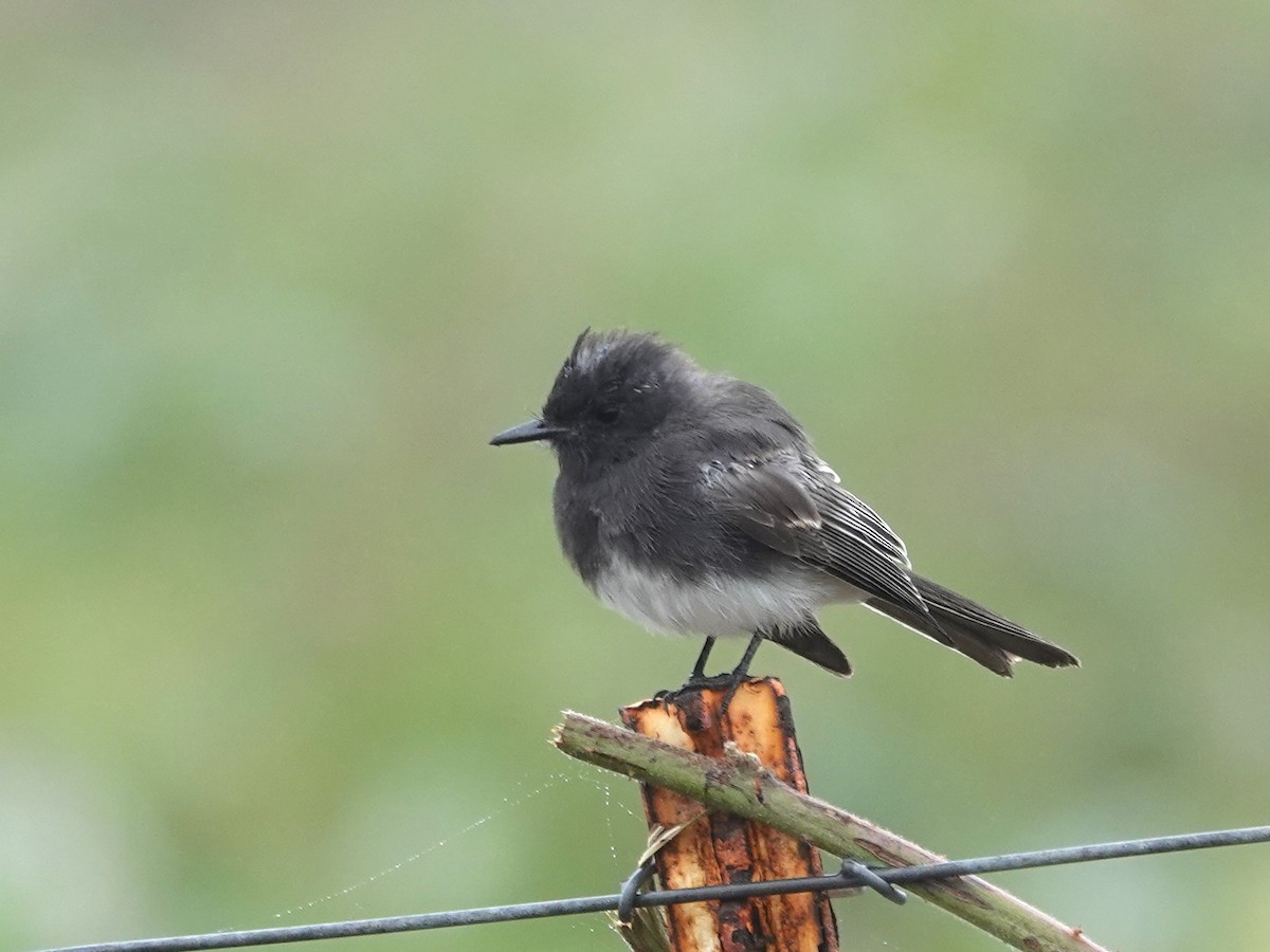 Black Phoebe - ML624044160