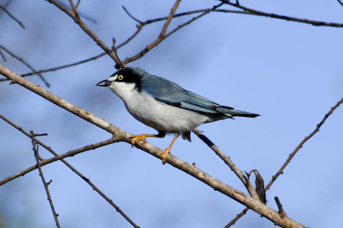 Hooded Tanager - Fernando Paludo