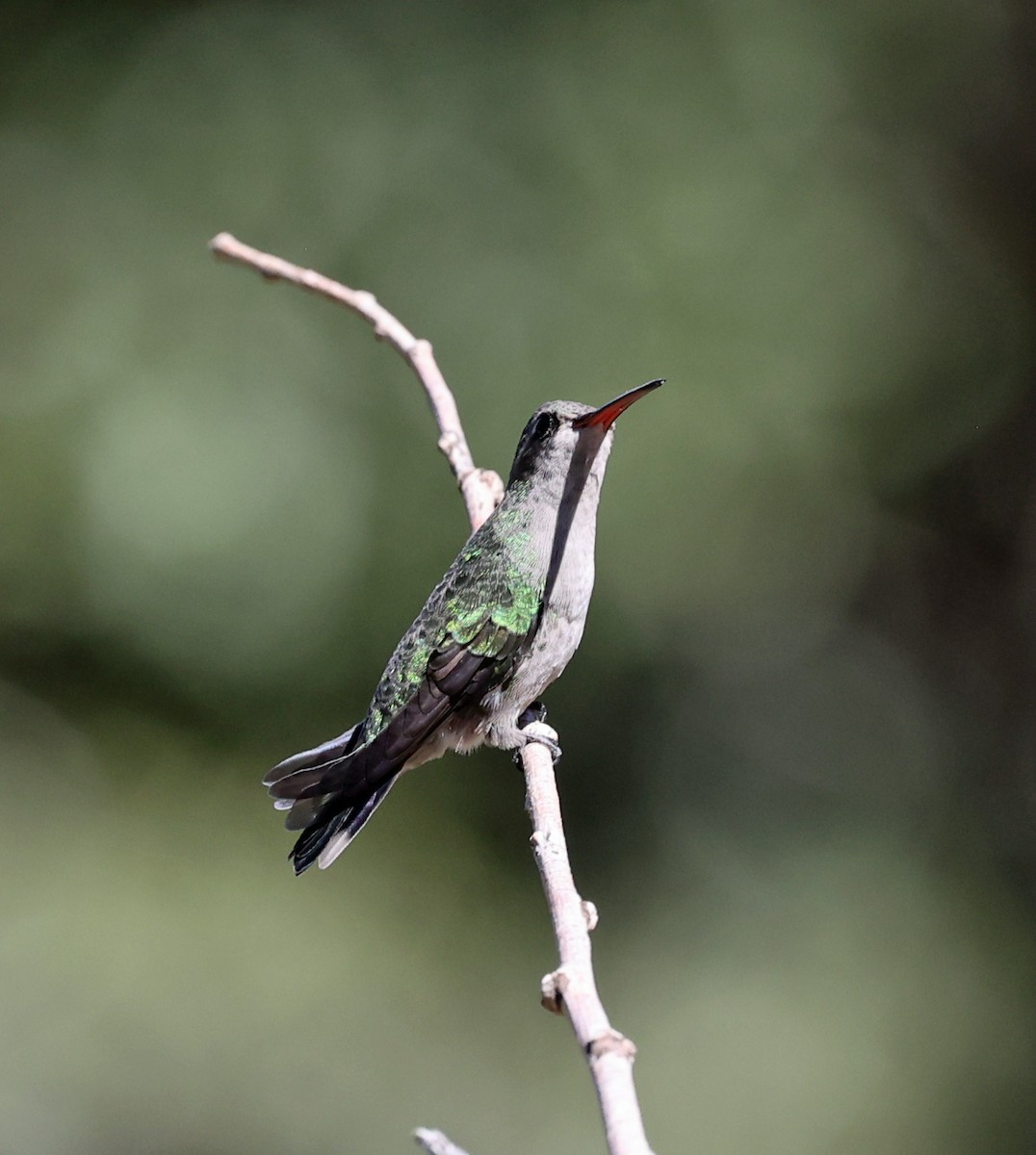 Broad-billed Hummingbird - ML624044167