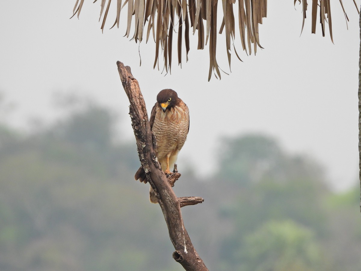 Roadside Hawk - ML624044172