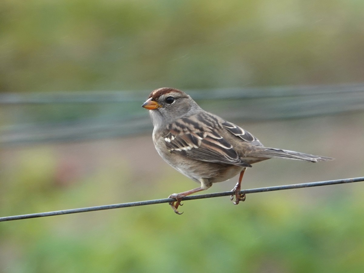 White-crowned Sparrow - Norman Uyeda