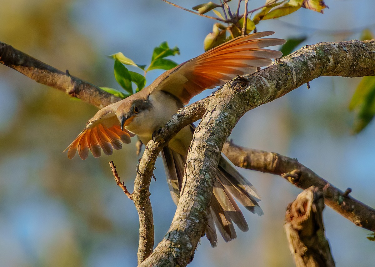 Yellow-billed Cuckoo - ML624044197