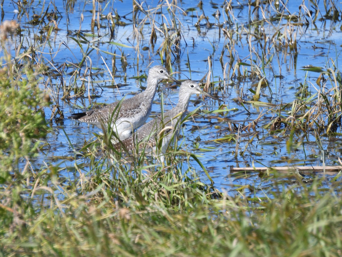 Greater Yellowlegs - ML624044201