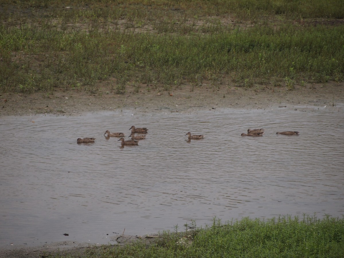 Blue-winged Teal - ML624044207