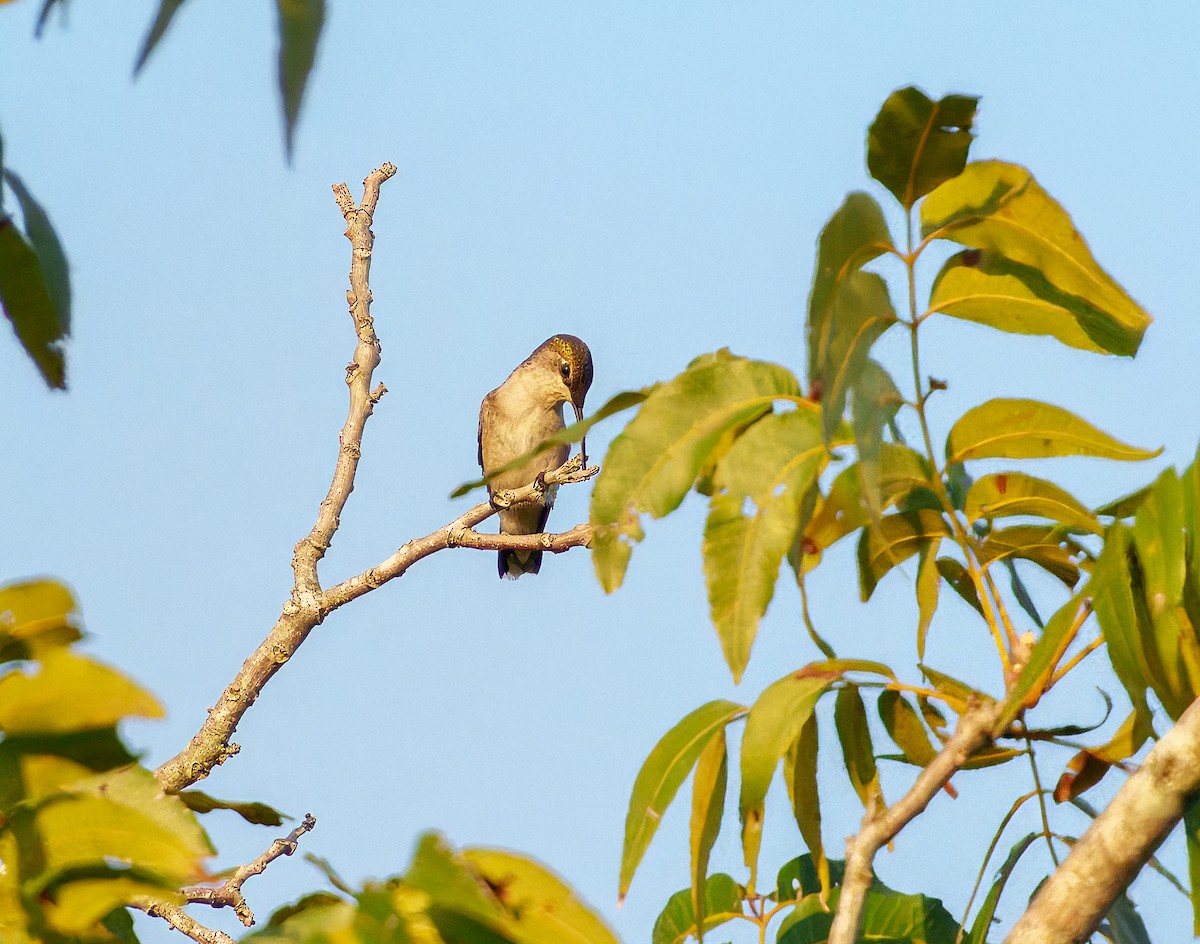 Ruby-throated Hummingbird - ML624044208