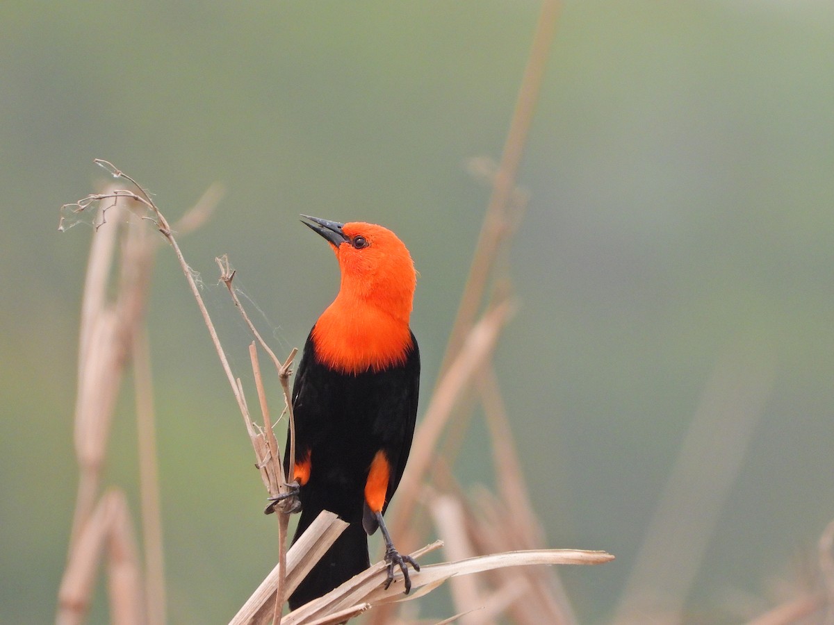 Scarlet-headed Blackbird - ML624044209