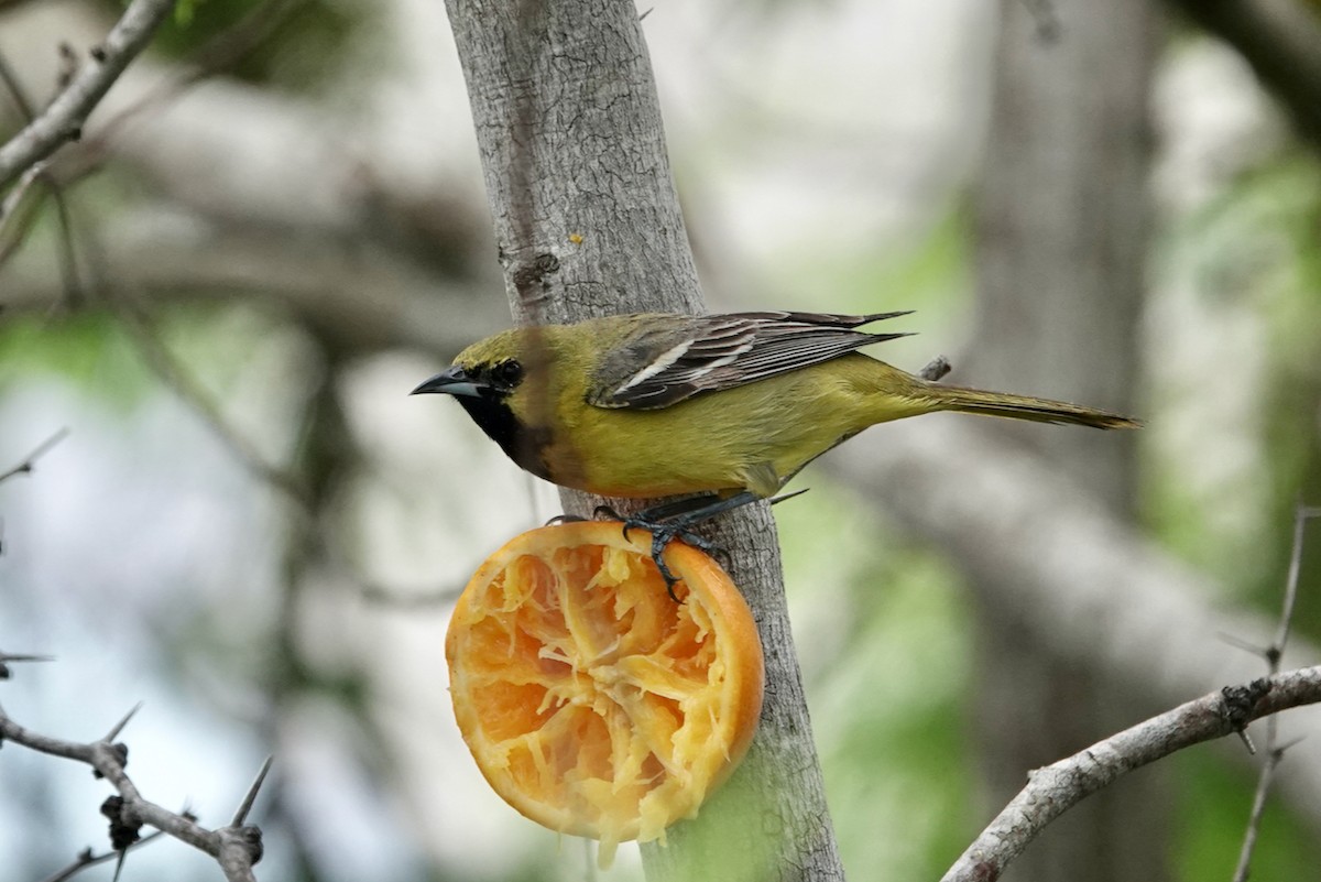 Western Tanager - ML624044211