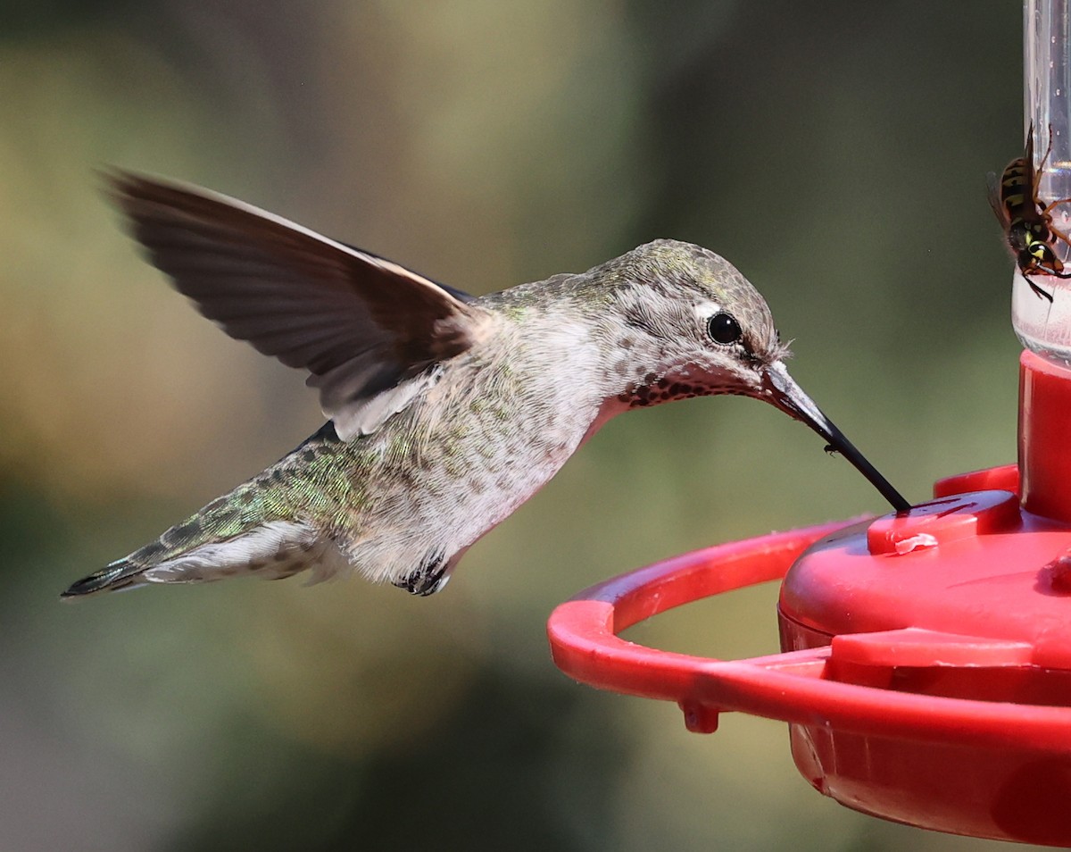 Black-chinned Hummingbird - ML624044212