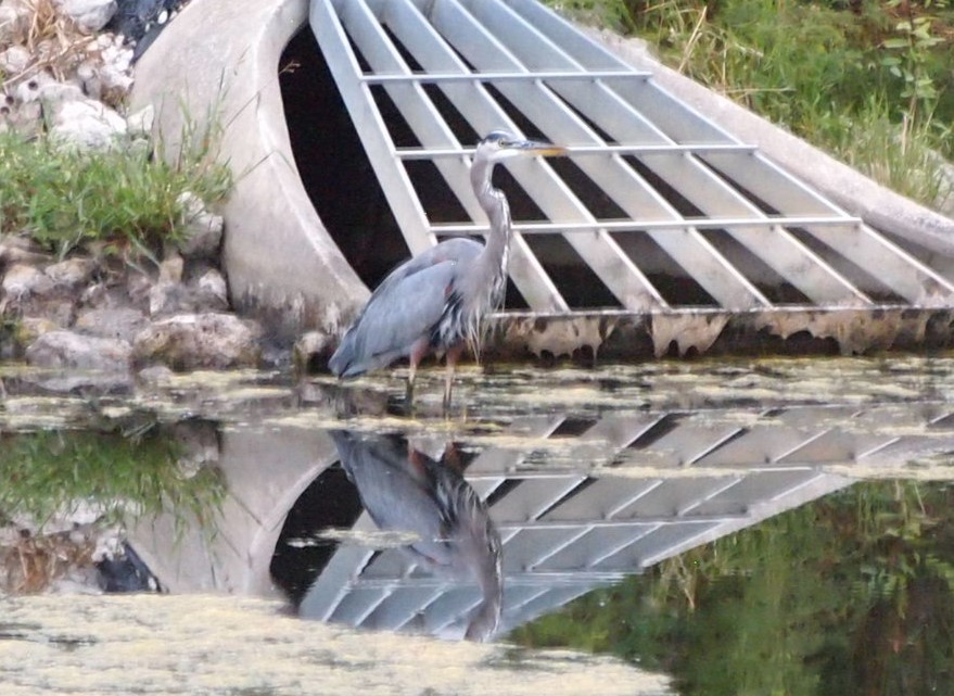 Great Blue Heron - ML624044215