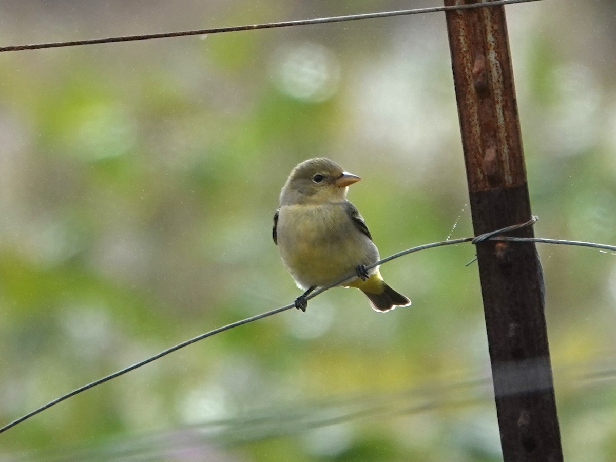 Western Tanager - ML624044218