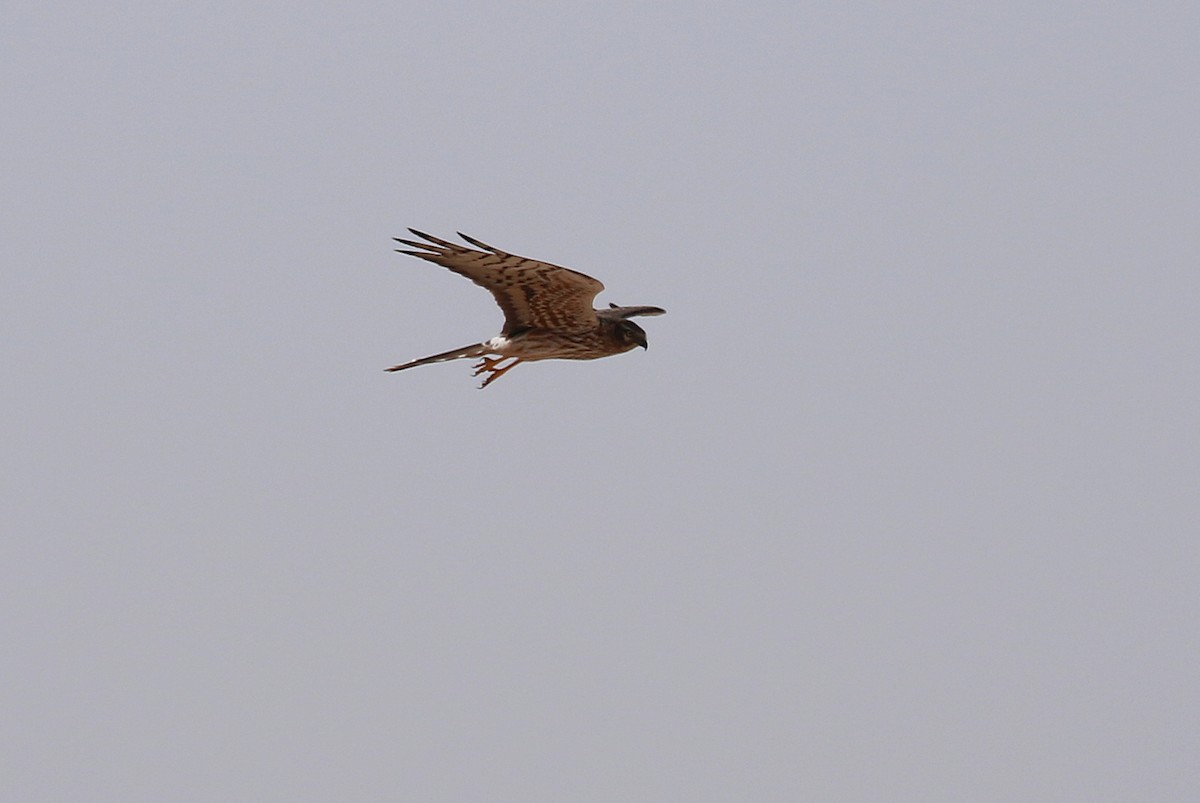 Montagu's Harrier - ML624044221