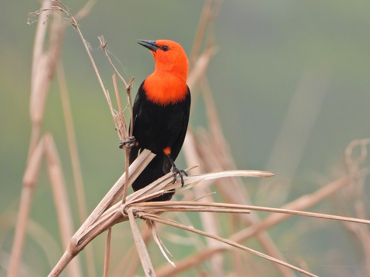 Scarlet-headed Blackbird - ML624044223