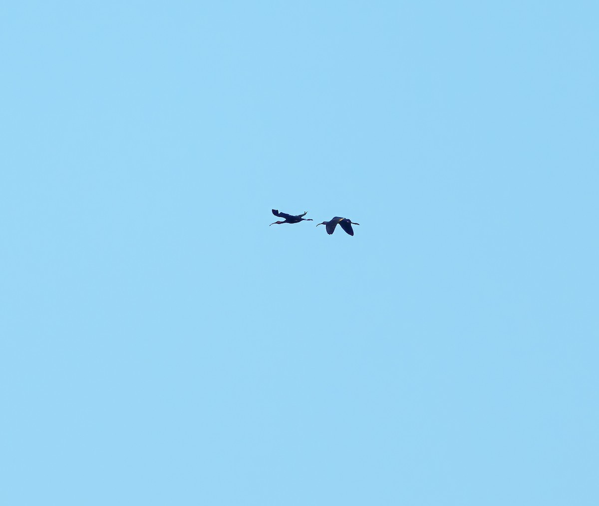 White-faced Ibis - ML624044225