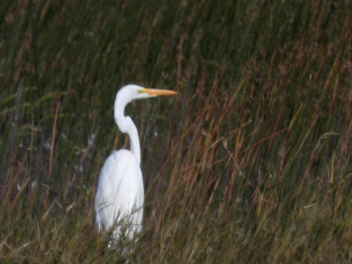 Great Egret - ML624044226