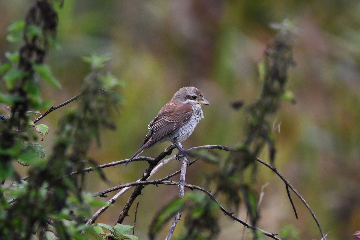 Red-backed Shrike - ML624044234