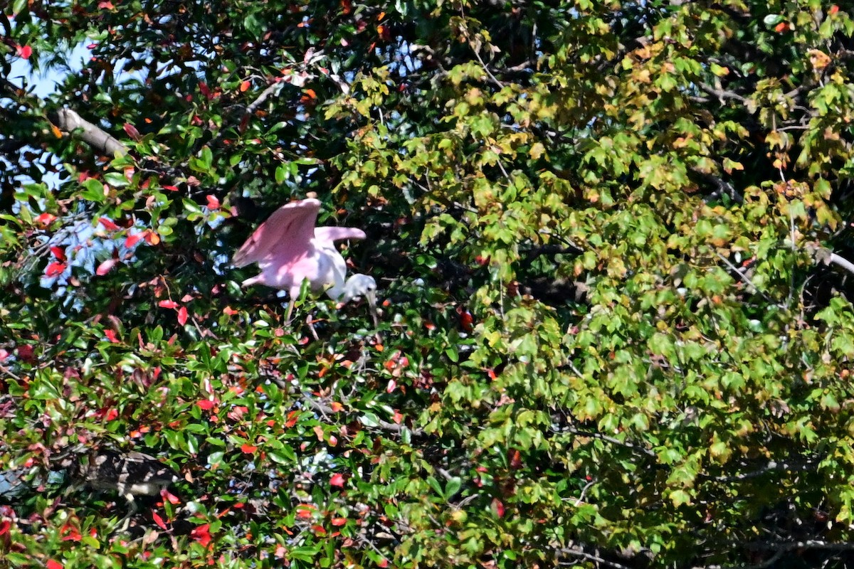 Roseate Spoonbill - ML624044237