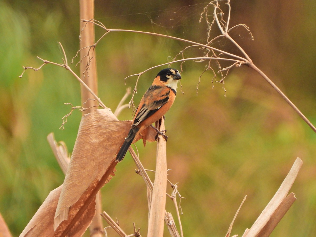 Rusty-collared Seedeater - ML624044248