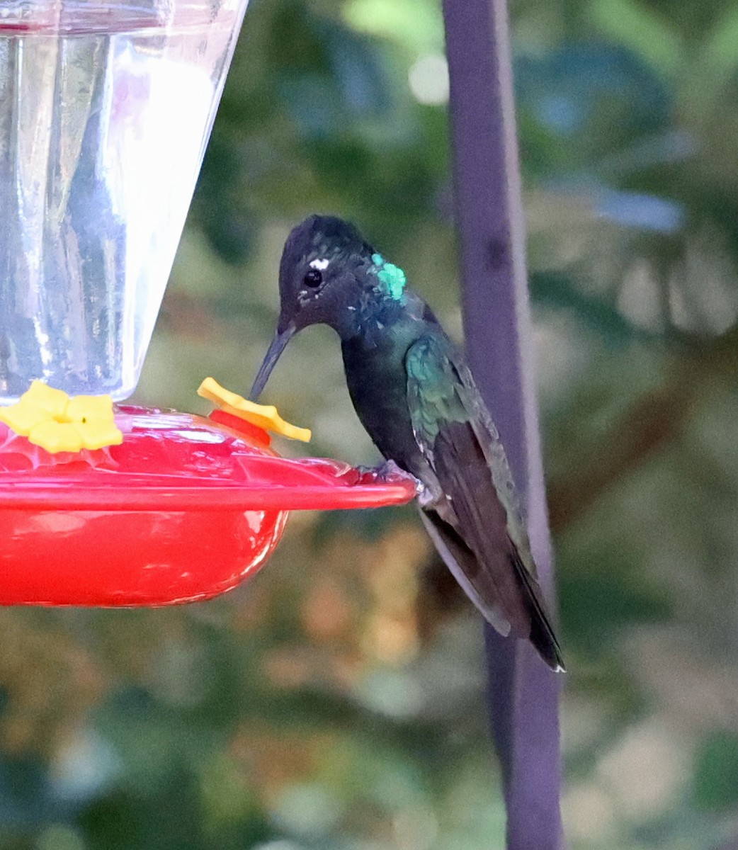 Rivoli's Hummingbird - ML624044263