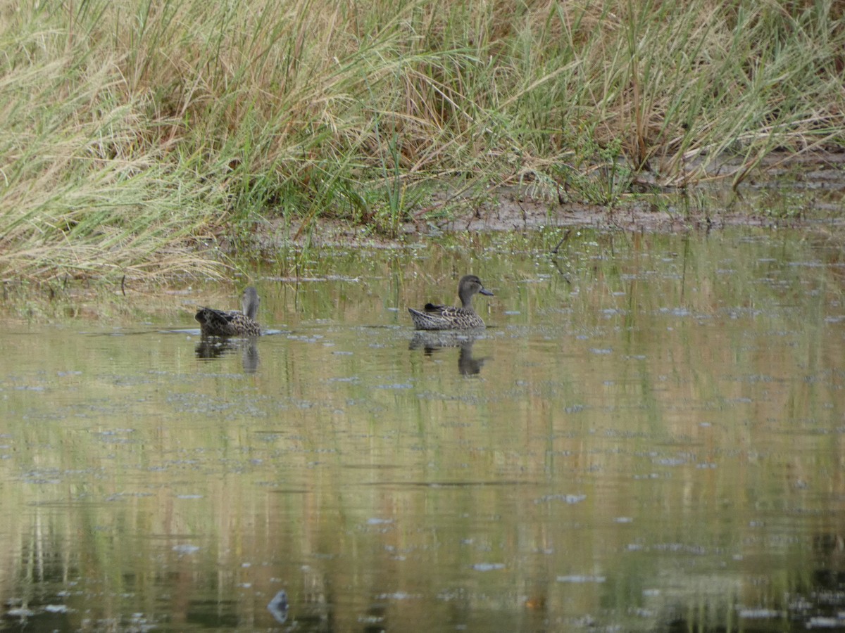 Blue-winged Teal - ML624044272