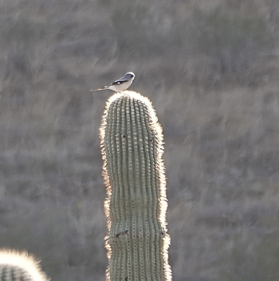 Loggerhead Shrike - ML624044276