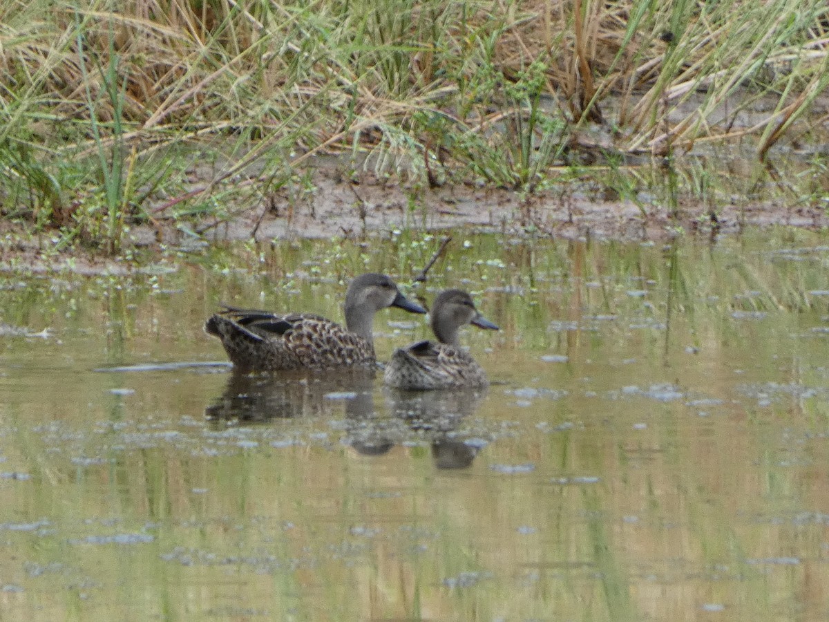 Blue-winged Teal - ML624044277