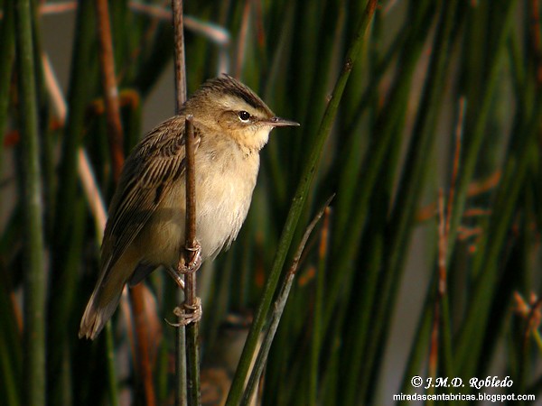 Sedge Warbler - ML624044280