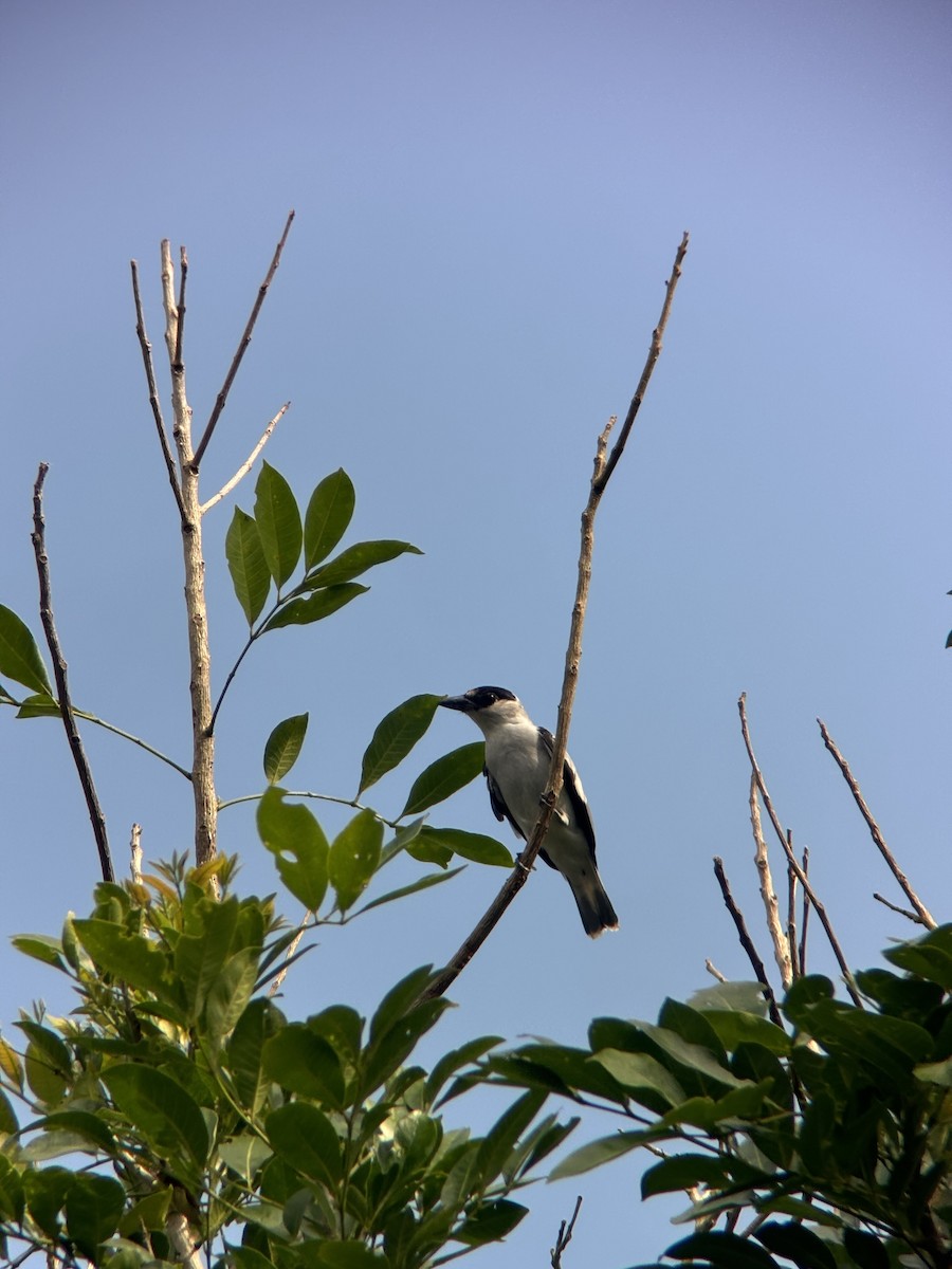 Black-crowned Tityra - Melany Charlyn Elizondo Montano