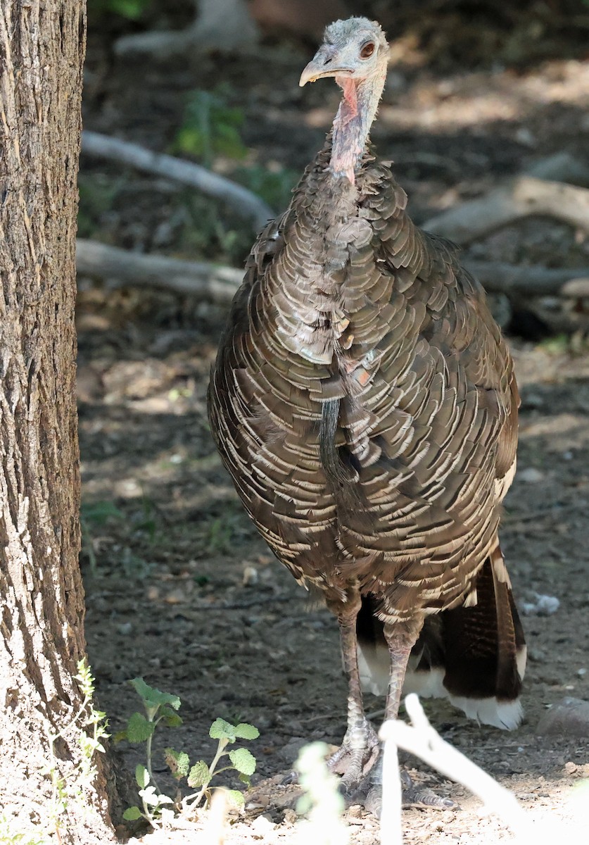 Wild Turkey - ML624044299