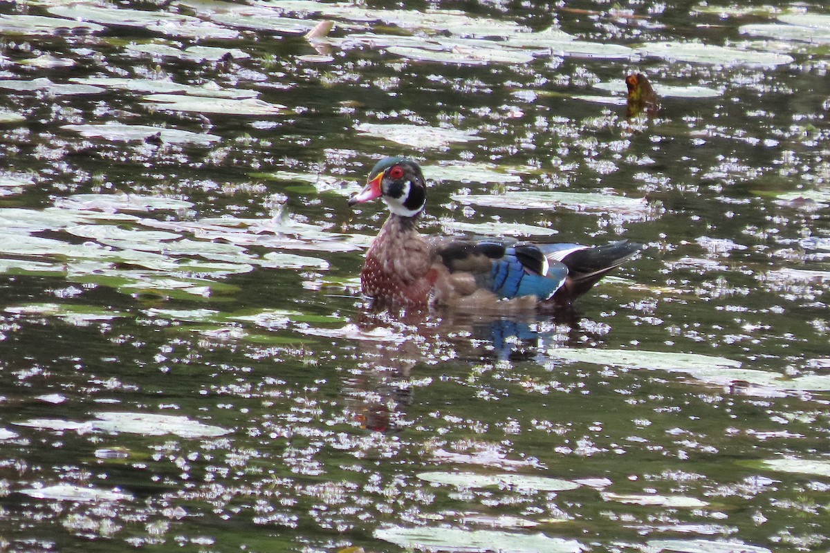 Wood Duck - ML624044304