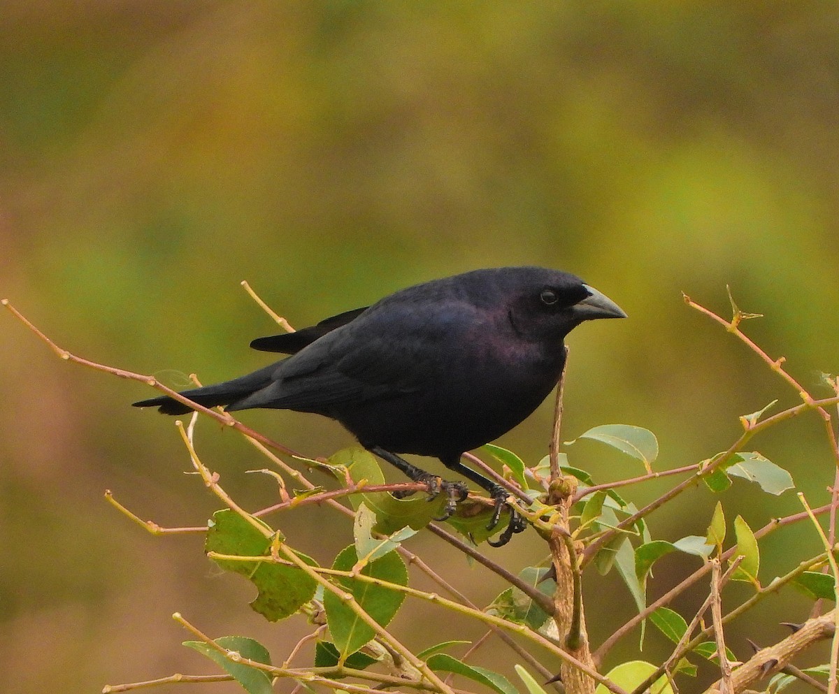 Shiny Cowbird - ML624044314