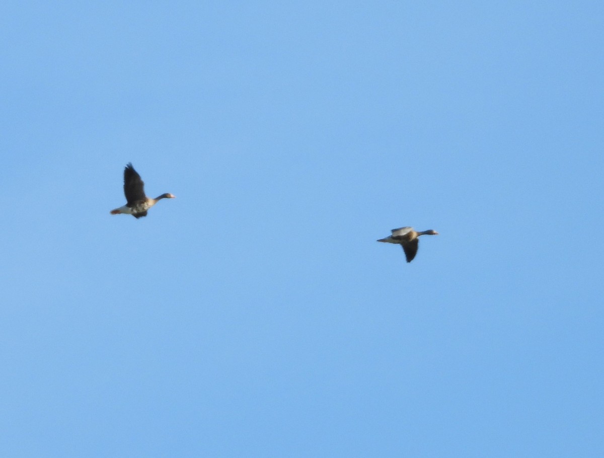 Greater White-fronted Goose - ML624044347