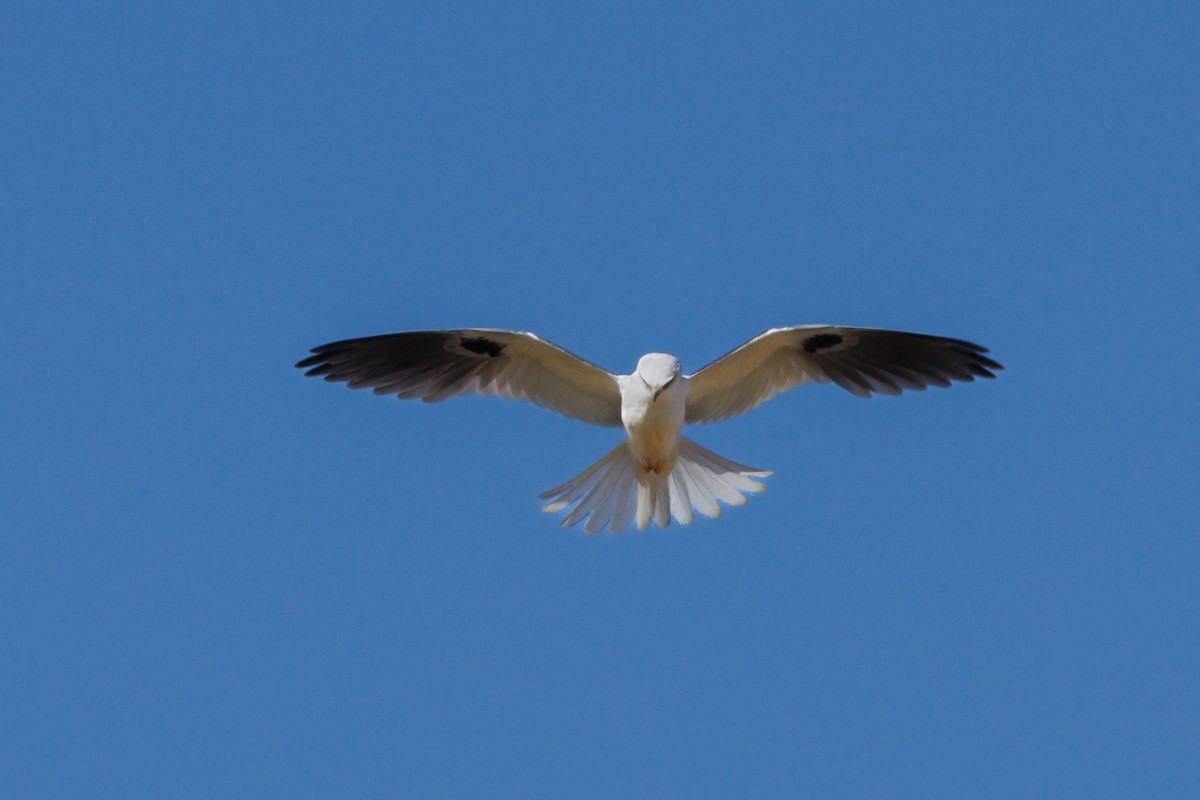 White-tailed Kite - ML624044349